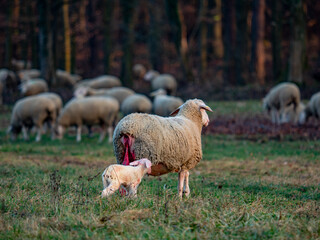 Neugeborenes Lamm