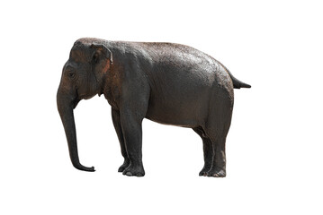 Indian elephant isolated on white or transparent background.