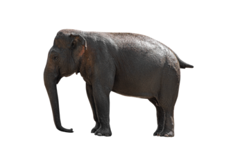 Indian elephant isolated on white or transparent background.