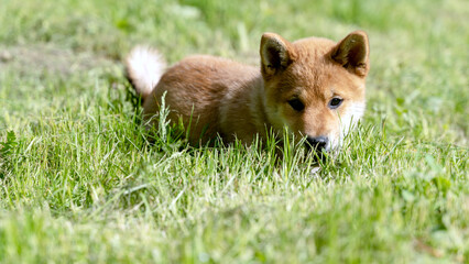 Close-up Portrait of beautiful and happy red shiba inu puppy sitting in the green grass in summer. Cute and crazy japanese red dog posing at sunset. Sunny day