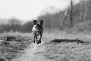 Französische bulldogge in Schwarz-Weiß beim laufen