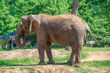 Fototapeta na wymiar Elephant in the zoo on a summer sunny day.