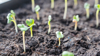 Melon seedlings in a tray, Sprouted seedlings are planted on black tray in the greenhouse.