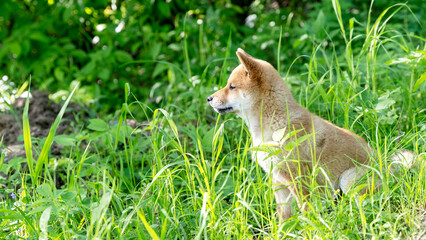 Naklejka na ściany i meble Close-up Portrait of beautiful and happy red shiba inu puppy sitting in the green grass in summer. Cute and crazy japanese red dog posing at sunset. Sunny day