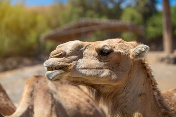 Close-up portrait of a dromedary (Camelus dromedarius) on a sunny summer day. Fuerteventura, Canary Islands, Spain.