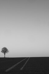 Der Baum am Feld in Schwarz-Weiß