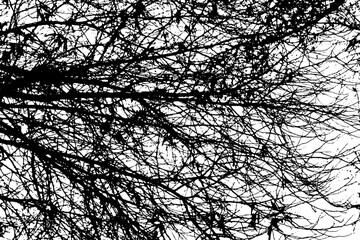 Tree branch silhouette on transparent background