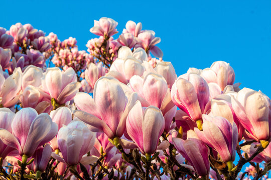 Magnolien in voller Blüte vor blauem Himmel