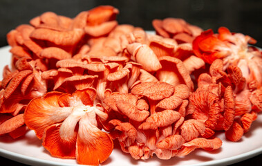 Salmon mushroom or pink oyster mushrooms close up and selective focus