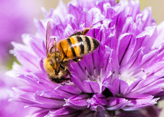 pszczoła miodna na fioletowym kwiatku
