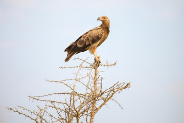 Tawny eagle (Aquila rapax)