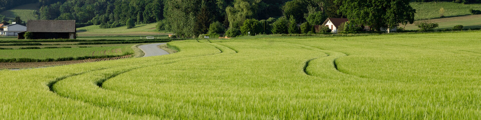 4x1 banner for social networks and websites. Green rye field, forest, rural road, farmhouses and...