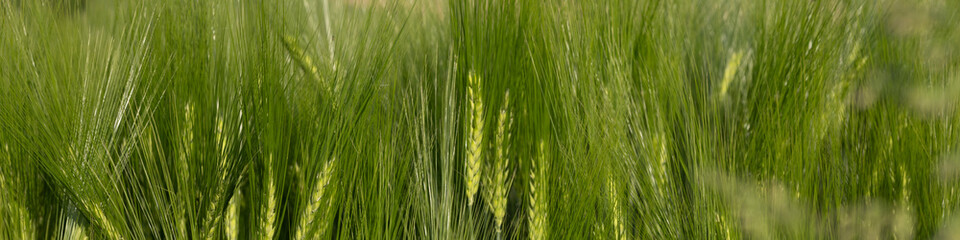 Fototapeta na wymiar 4x1 banner for social networks and websites. Ripening green ears of barley