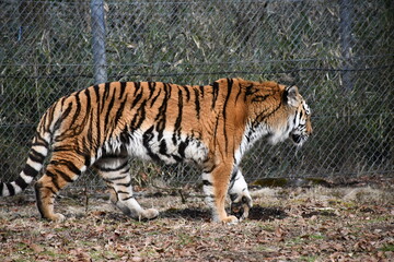 the tiger is walking on the dry grass