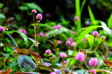 flowers in the garden