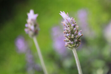 Obraz premium lavender flower