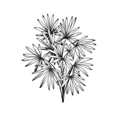 Hand drawn black and white tropical plant. Vector illustration. Foliage design. Botanical element isolated on a white background.