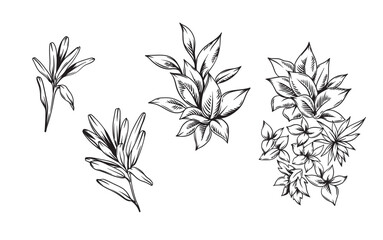 Hand drawn black and white tropical plants. Vector illustration set. Foliage design. Botanical element isolated on a white background.