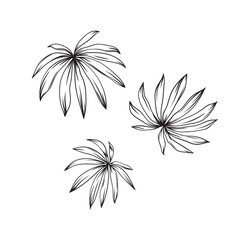 Hand drawn black and white tropical palm leaves. Vector illustration set. Foliage design. Botanical element isolated on a white background. © Anna Sm