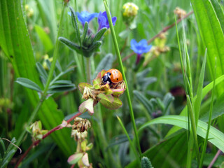 Ladybug on grass macro close up
