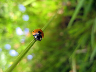 Fototapeta premium Ladybug on grass macro close up 