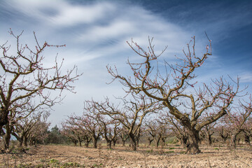 Primavera