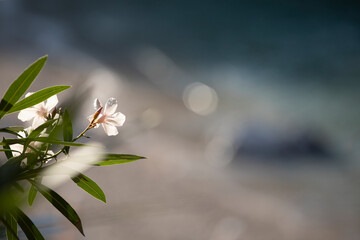 leander flower blooming, summer landscape with blue sea, copy space banner