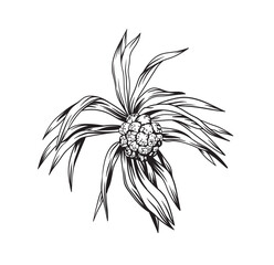 Pandan fruit. Hand drawn black and white tropical plant. Vector illustration. Foliage design. Botanical element isolated on a white background.