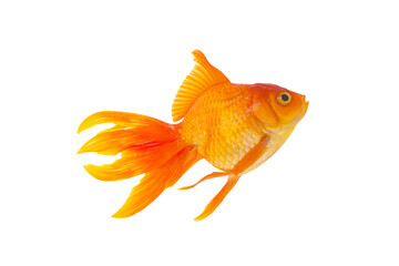 Asian goldfish isolated on transparent background, png file