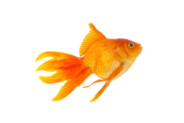 Fotobehang Asian goldfish isolated on transparent background, png file © BLKstudio