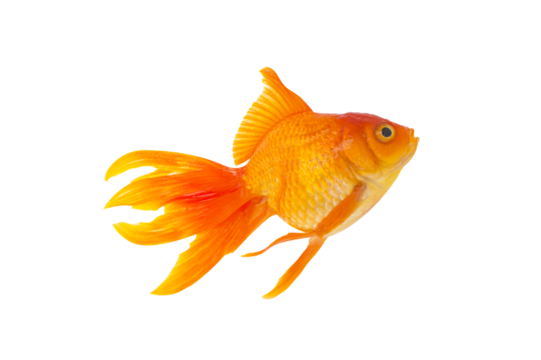 Asian goldfish isolated on transparent background, png file