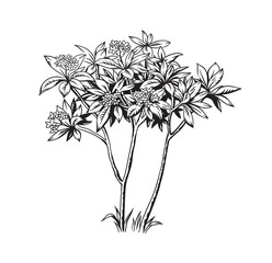 Fototapeta na wymiar Plumeria (frangipani) tree. Hand drawn black and white tropical plant. Vector illustration. Foliage design. Botanical element isolated on a white background.