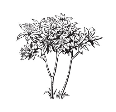 Plumeria (frangipani) tree. Hand drawn black and white tropical plant. Vector illustration. Foliage design. Botanical element isolated on a white background.