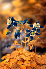Kwiaty niebieskich orlików (Aquilegia). Kwiatowe kompozycje. Letnie ogrody z kwitnącymi kwiatami. Dekoracje kwiatowe. Pastelowe tonacje. Świeże kwiaty. Tło kwiatowe. © anettastar
