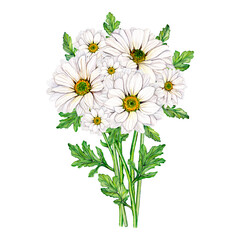 Bouquet of chrysanthemum flowers on a stem with green leaves. Watercolor hand drawn floral illustration, isolated on a white background. Botanical print for card