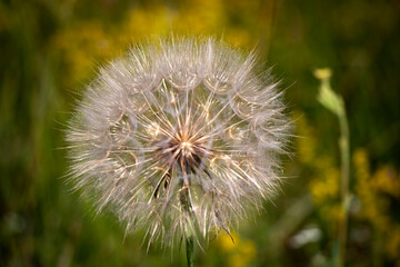 Dandelion Macro  Stock Photo.