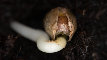 Popping seed6