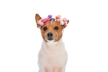 beautiful jack russell terrier puppy wearing flowers headband