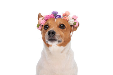 cute little jack russell terrier puppy with flowers headband looking away