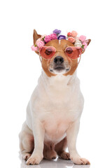 cute jack russell terrier dog with sunglasses and headband looking up
