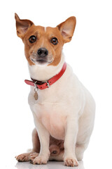 beautiful jack russell terrier dog wearing red collar and looking forward