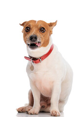 funny jack russell terrier dog growling and making funny faces