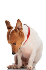 adorable jack russell terrier dog with collar looking down and sitting