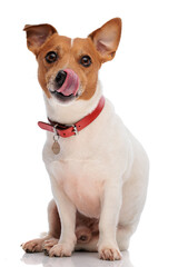 cute small jack russell terrier puppy with red collar licking nose
