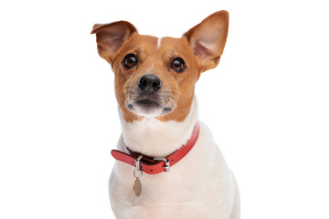 lovely curious jack russell terrier dog with red collar looking up