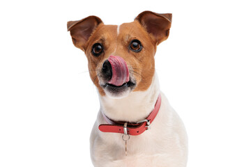 lovely jack russell terrier puppy looking up and licking nose