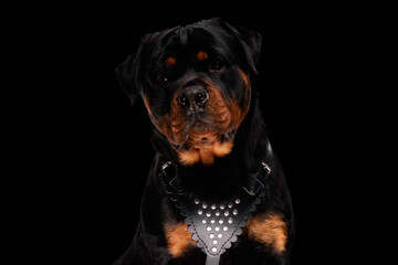 beautiful rottweiler puppy wearing collar and sitting