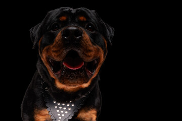 hungry rottweiler puppy sticking out tongue and panting while looking up