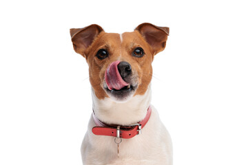 sweet little jack russell terrier dog sticking out tongue and licking nose - obrazy, fototapety, plakaty