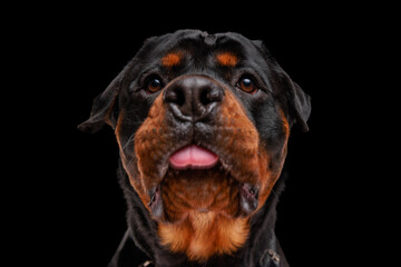 Fototapeta close up picture of cute rottweiler dog sticking out tongue and looking up obraz